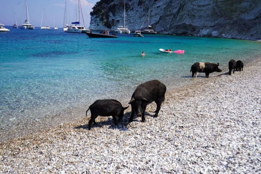 Piggy Ithaca