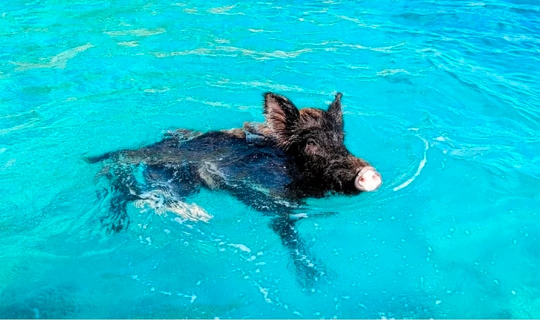 Piggy Cruise Atokos Formikoula